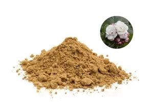 Bạch đồng nữ dược liệu