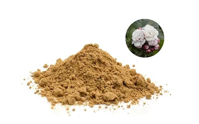 Bạch đồng nữ dược liệu
