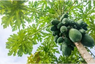 Thu nhận enzyme papain từ thiên nhiên bằng phương pháp gì?